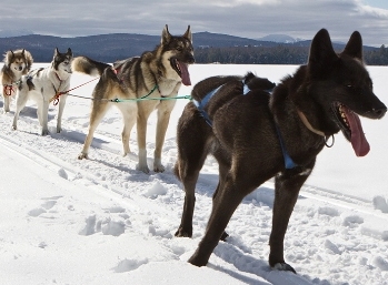 Four harnessed sled dogs